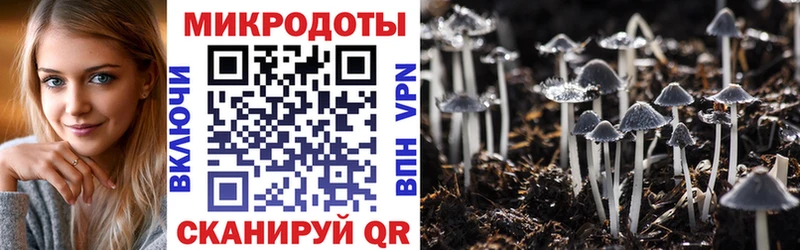 Псилоцибиновые грибы Psilocybine cubensis  Новое Девяткино 